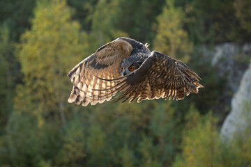 The great eagle owl (Bubo bubo) is a large species of owl in the Strigidae family. It is the largest European owl.