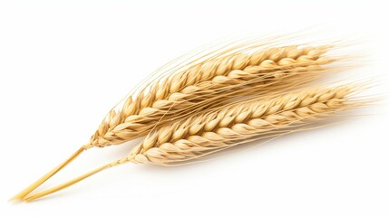 Ear of wheat isolated on empty white background, created with Generative Ai technology.
