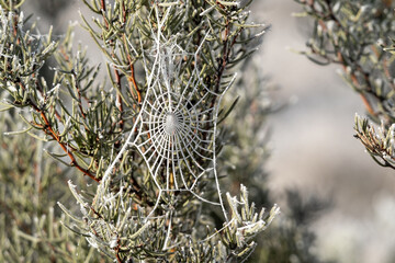 spider web covered in a layer of frost