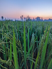 sunset over the field