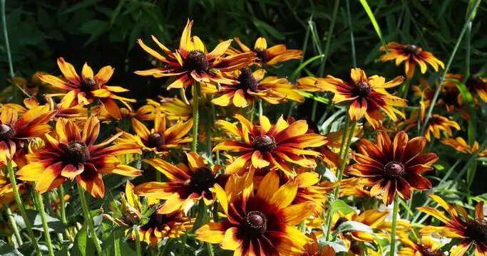 Rudbeckia hirta 'Cappuccino' or Black-eyed Susan. Impressive flowers daisies-like with gold, orange, yellow and mahogany rays florets around a brown cone dome-shaped covering a bushy dark green leaves