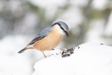 Bird in the wilderness.