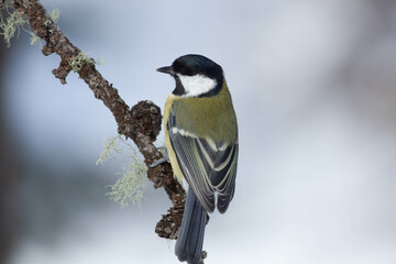 Obraz premium Bird in the wilderness.