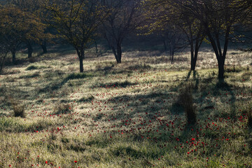 Red anemone flowers carpet a dew-drenched forest floor in early morning sunlight.