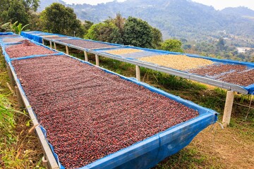 coffee bean on the dried shelf natural sunlight process, at factory chiang rai thailand,