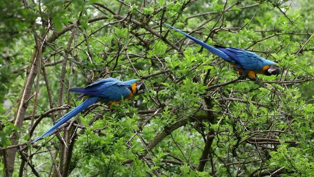 The Blue-and-yellow Macaw, Ara ararauna also known as the blue-and-gold macaw, is a large South American parrot with mostly blue top parts and light orange underparts