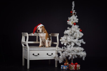 christmas photo of dog in photo studio with white christmas tree. Black background in photo studio. 