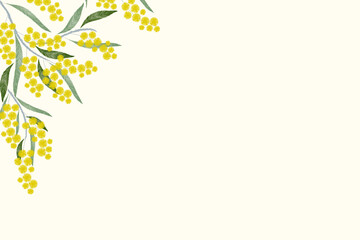 Australia flower yellow golden wattle (Acacia pycnantha Benth) Australia's national floral emblem background banner. Vector illustration