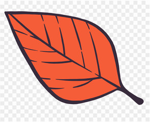 Hand drawn autumn brown  leaf isolated  on png for Thanksgiving  elements  