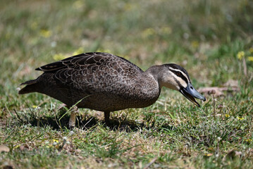 Side view of a Pacific Black Duck, hunched down with its beak open while standing in a grass covered area