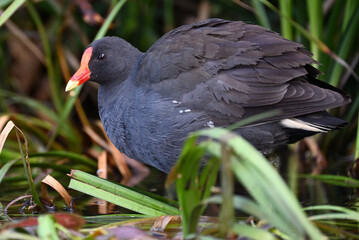 Dusky moorhen, standing in shallow water, looking out from behind bright green reeds