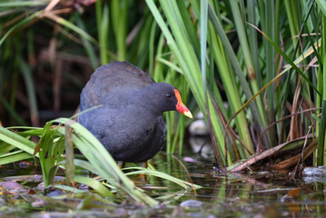 A dusky moorhen with its head turned, as the water bird stands in a wetland surrounded by bright green reeds