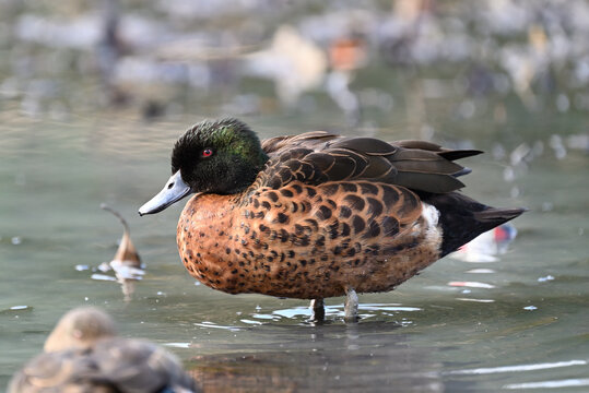 Side view of a male chestnut teal standing in shallow murky water, with rubbish in the background