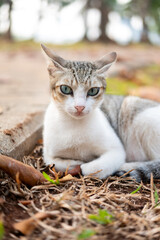 Obraz premium street stray cat with a relaxed pose