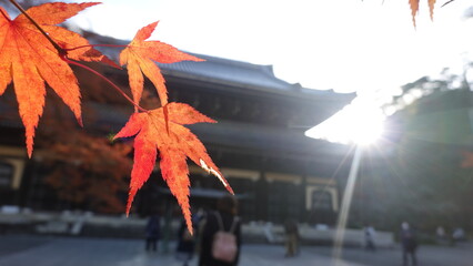 京都の紅葉