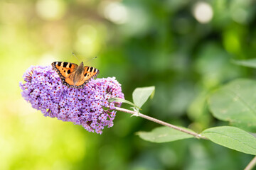 butterfly on flower