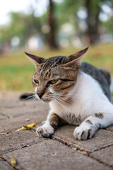street stray cat with a relaxed pose