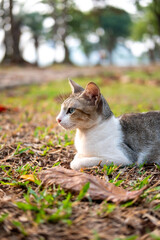 street stray cat with a relaxed pose