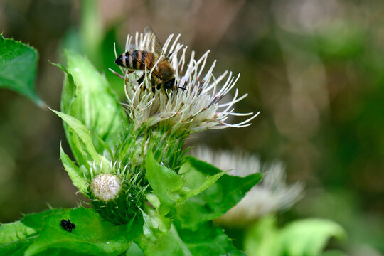 Honigbiene an Kohl-Kratzdistel // Honey bee on Cabbage thistle (Cirsium oleraceum)