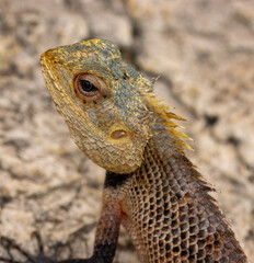 Common lizard found on a rock in Negombo, Sri Lanka