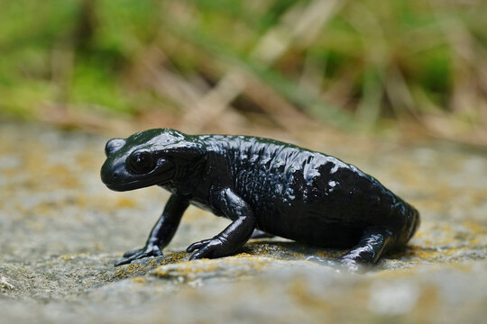 Closeup on the charcoal black Alpine salamander, Salamandra atra sitting on a stone in the Austrian Carinthian Alps