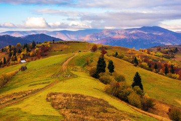 Fototapeta na wymiar path through rolling hills of carpathian rural landscape in morning light. mountainous scenery in autumn