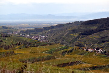 Obraz premium Oberbergen zwischen Weinbergen im Kaiserstuhl