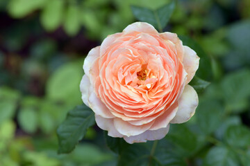 セント・リチャード・オブ・チチェスター　バラの花