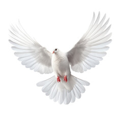 white dove isolated on white, PNG