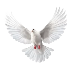 Fotobehang white dove isolated on white, PNG © Daisy