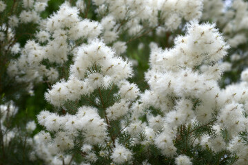 メラレウカ・アルテルニフォリア