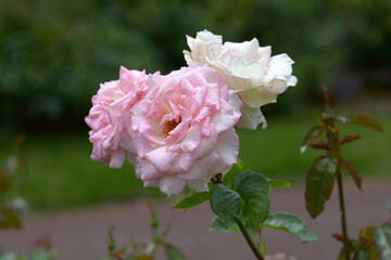 衣笠　バラの花