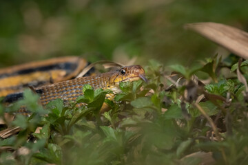 Aggressive radiated ratsnake coleognathus radiata, posing defensive and opening its mouth, natural bokeh background 