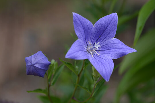 「桔梗の花」の写真素材 | 17,367件の無料イラスト画像 | Adobe Stock