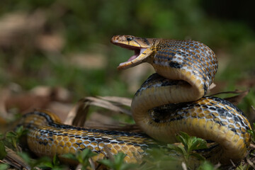 Aggressive radiated ratsnake coelognathus radiata, posing defensive and opening its mouth, natural bokeh background 