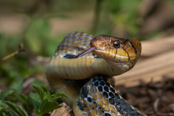 Aggressive radiated ratsnake coelognathus radiata, posing defensive and opening its mouth, natural bokeh background 