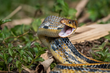 Aggressive radiated ratsnake coelognathus radiata, posing defensive and opening its mouth, natural bokeh background 
