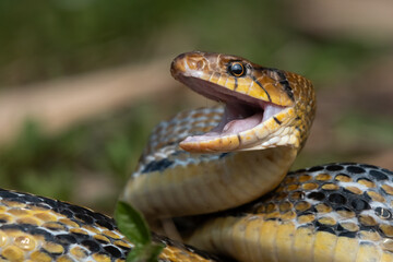 Aggressive radiated ratsnake coelognathus radiata, posing defensive and opening its mouth, natural bokeh background 