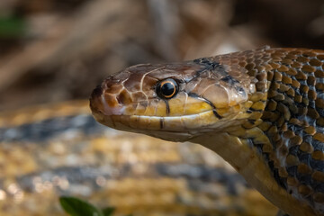 Aggressive radiated ratsnake coelognathus radiata, posing defensive and opening its mouth, natural bokeh background 