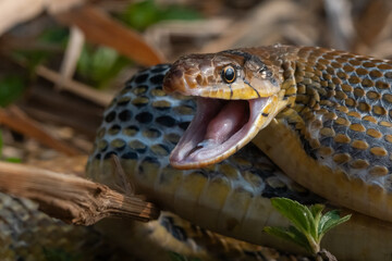 Aggressive radiated ratsnake coelognathus radiata, posing defensive and opening its mouth, natural bokeh background 
