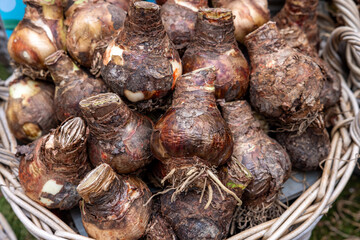 Flowers bulbs at the traditional flower market, Amsterdam, Holland, The Netherlands
