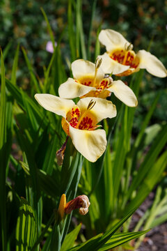 Tigridia pavonia is the best-known species from the genus Tigridia, in the Iridaceae family. Common names include jockey's cap lily, Mexican shellflower peacock flower, tiger iris, and tiger flower