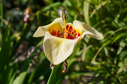 Tigridia pavonia is the best-known species from the genus Tigridia, in the Iridaceae family. Common names include jockey's cap lily, Mexican shellflower peacock flower, tiger iris, and tiger flower