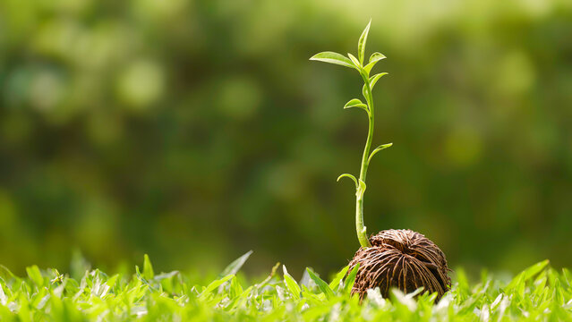 Green seedling growing from dry Cerbera odollam seed on grass with blurred greenery background