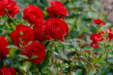 Beautiful red roses in the garden. Blooming Roses on the Bush. Growing roses in the garden.