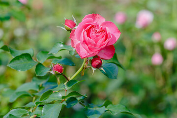 Beautiful roses in the garden. Blooming Roses on the Bush. Growing roses in the garden