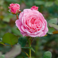 Beautiful roses in the garden. Blooming Roses on the Bush. Growing roses in the garden