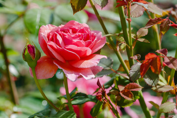 Beautiful roses in the garden. Blooming Roses on the Bush. Growing roses in the garden