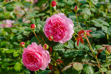 Beautiful roses in the garden. Blooming Roses on the Bush. Growing roses in the garden