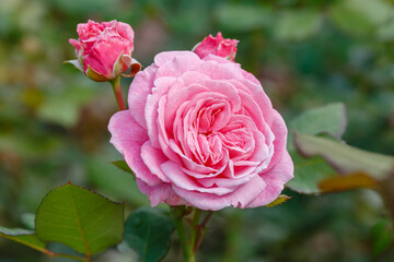 Beautiful roses in the garden. Blooming Roses on the Bush. Growing roses in the garden